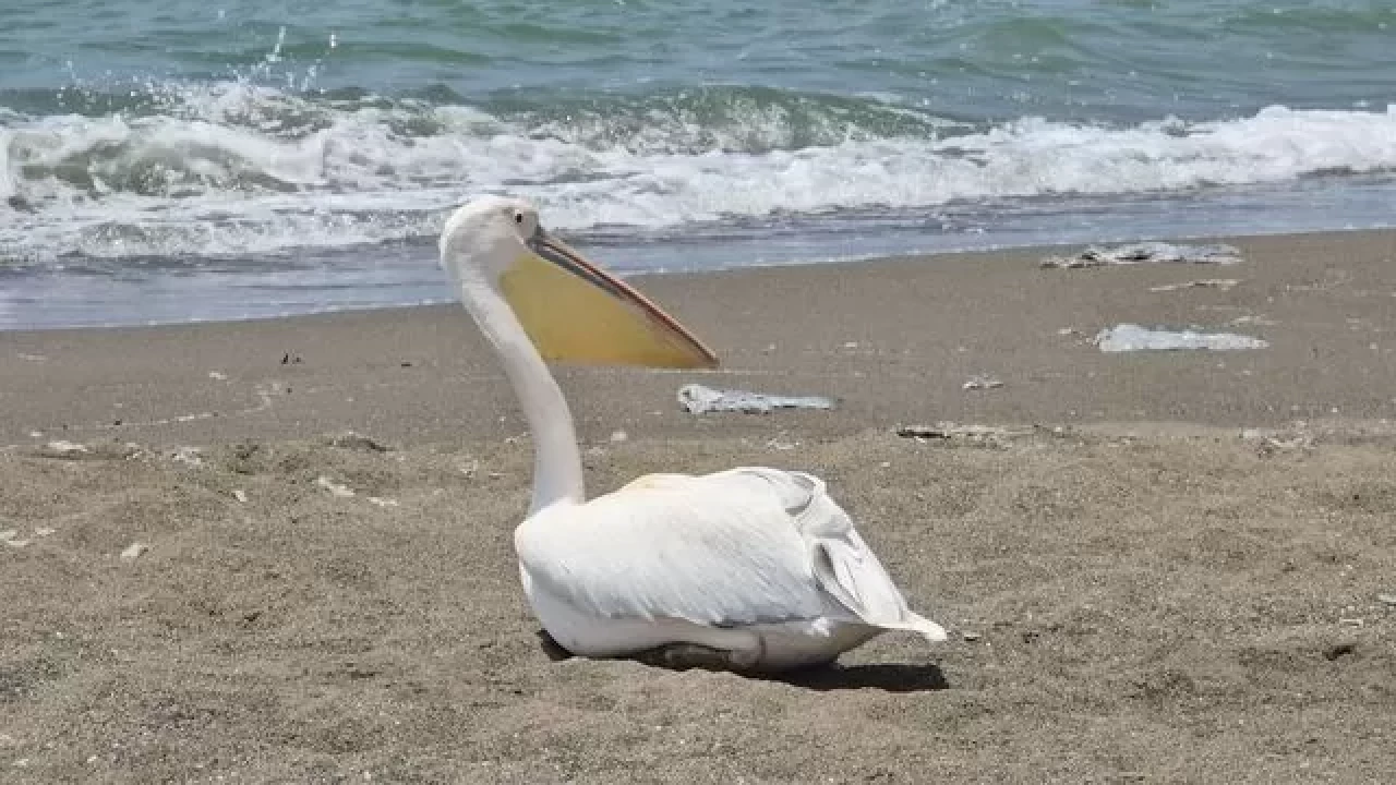 Samandağ'da göç yolunu şaşıran ak pelikan sahilde yalnız kaldı