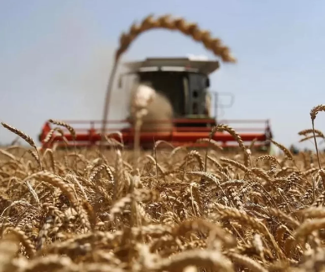 2025 yılı üretim döneminde “Buğday ve hububat alım fiyatları ne kadar oldu?”