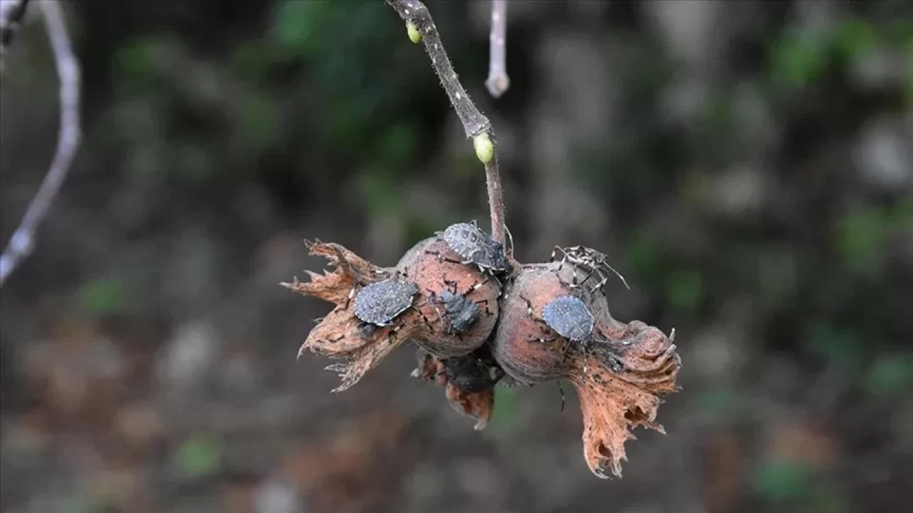 Başına ödül konuldu: Canlısı 1 TL...