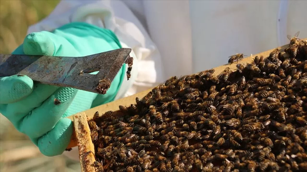 Propolis nasıl kullanılır? Hangi formları ne için kullanılmalı?
