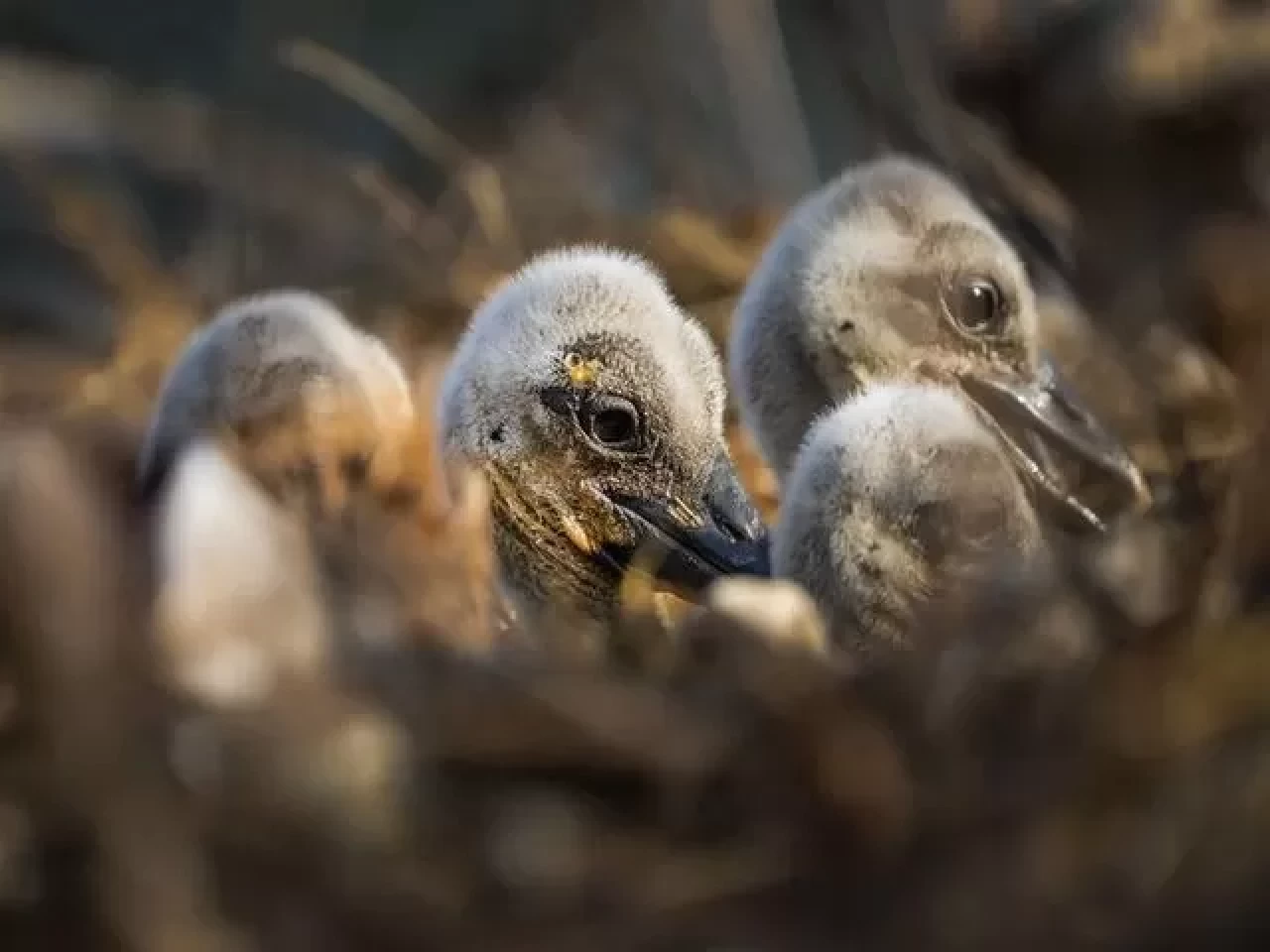 Yaren leyleğin yavruları Bursa Eskikaraağaç’ta halkalandı