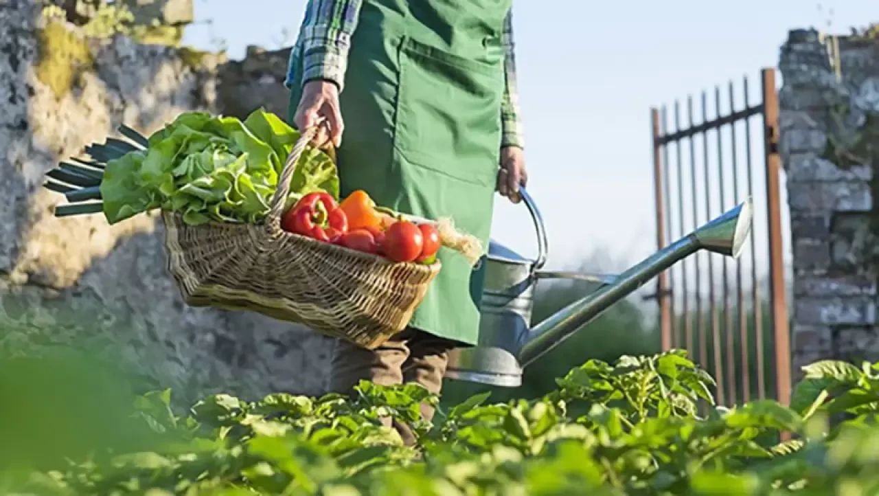 Organik Tarım İşletmeciliği Bölümü Nedir, Mezunları Ne İş Yapar ve Nerelerde Çalışır?