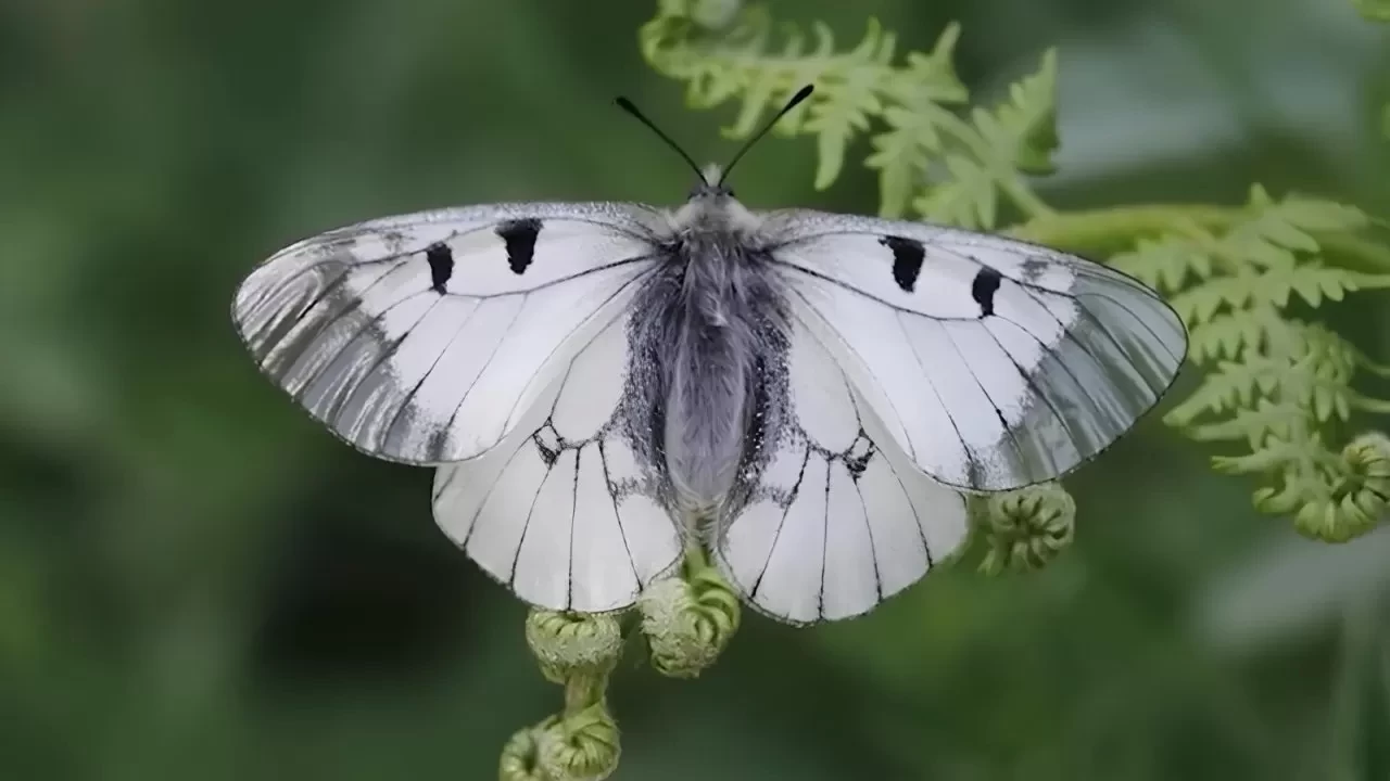 Nesli tehlike altındaki Dumanlı Apollo kelebeği Uludağ’da görüldü