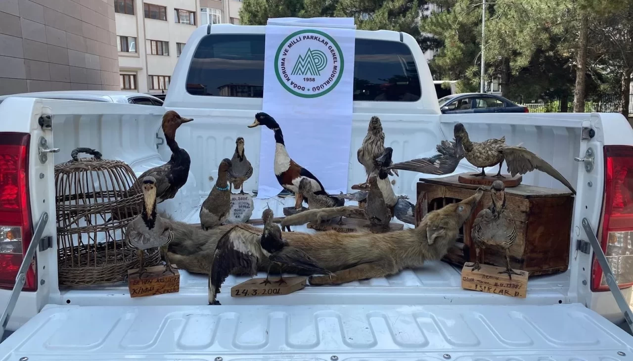 Afyonkarahisar’da 14 tahnit hayvan ve 2 kafes ele geçirildi