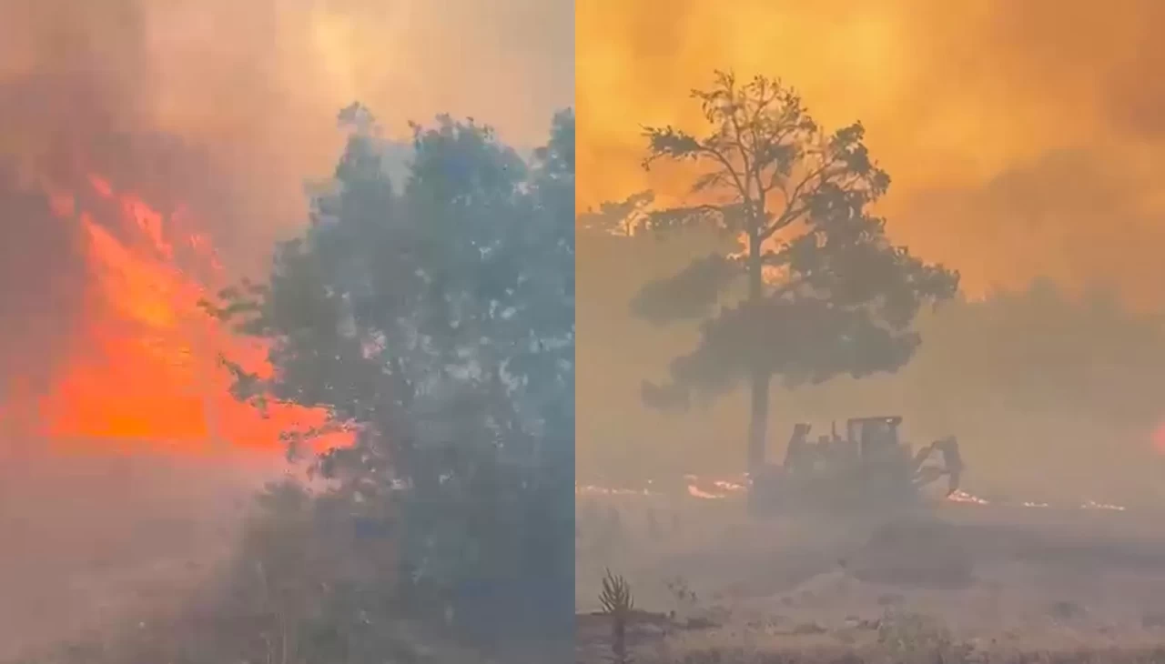 Manisa'da orman yangını