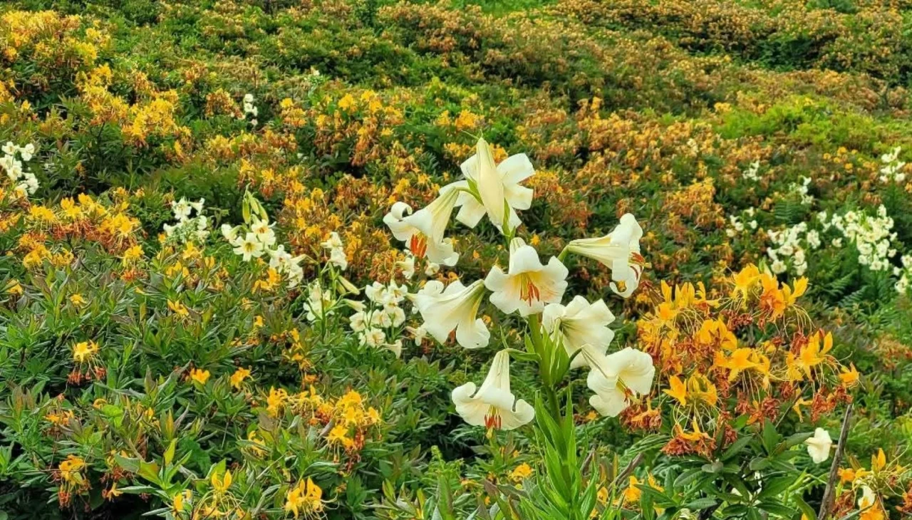 Bu çiçeğin her bir kökünü koparmanın cezası 245 bin TL