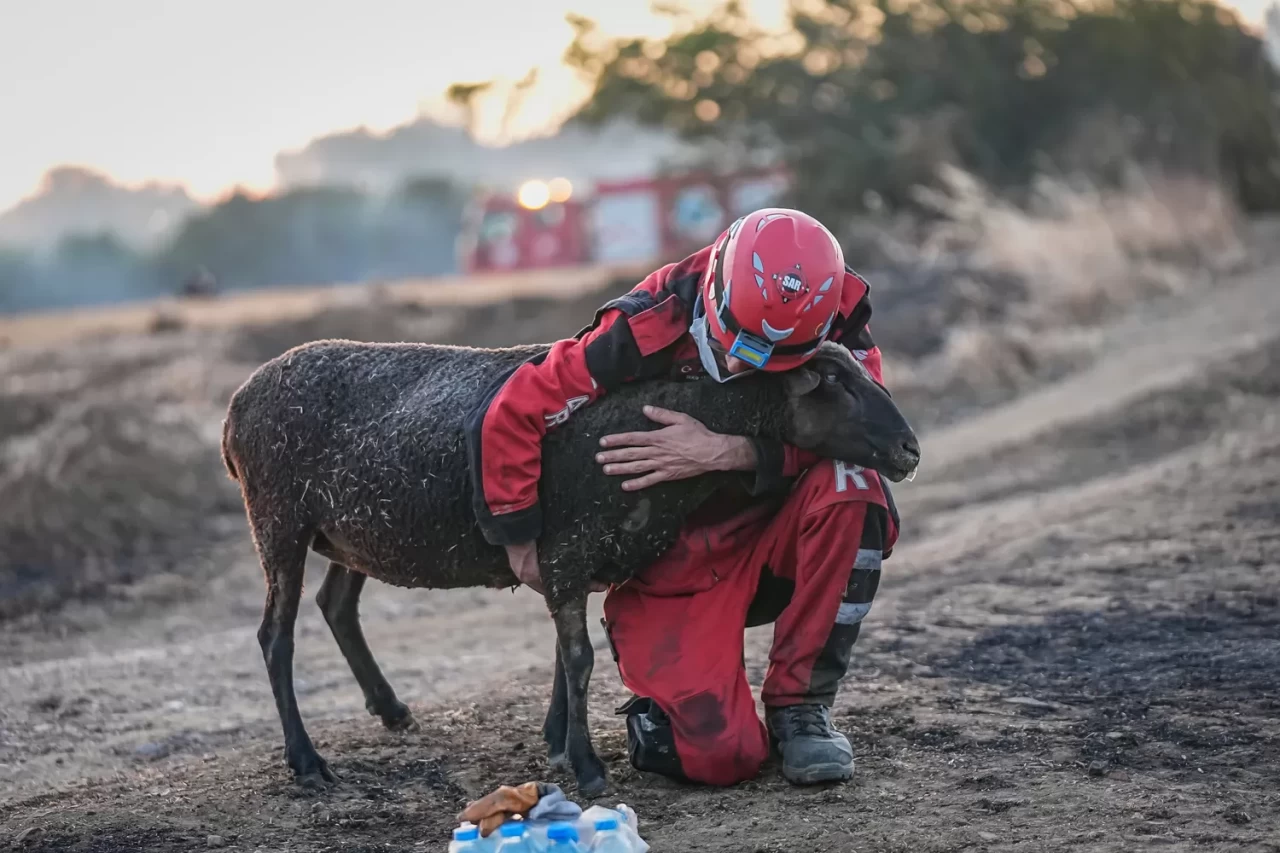 Alevlerin arasında kalan koyunu ekipler kurtardı