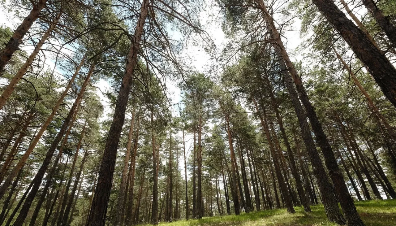 Sivas’ta ormanlara giriş yasaklandı