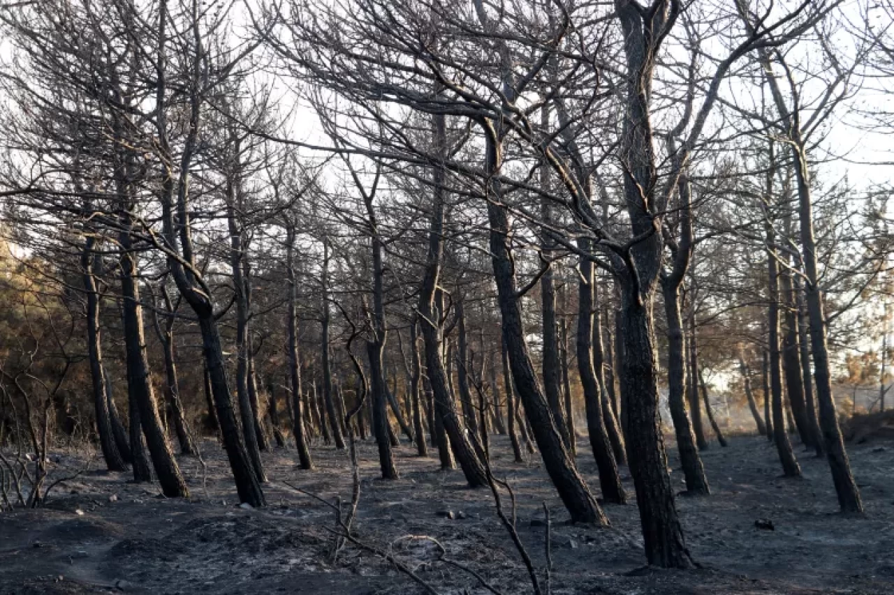 Tekirdağ'daki orman yangını kısmen kontrol altında