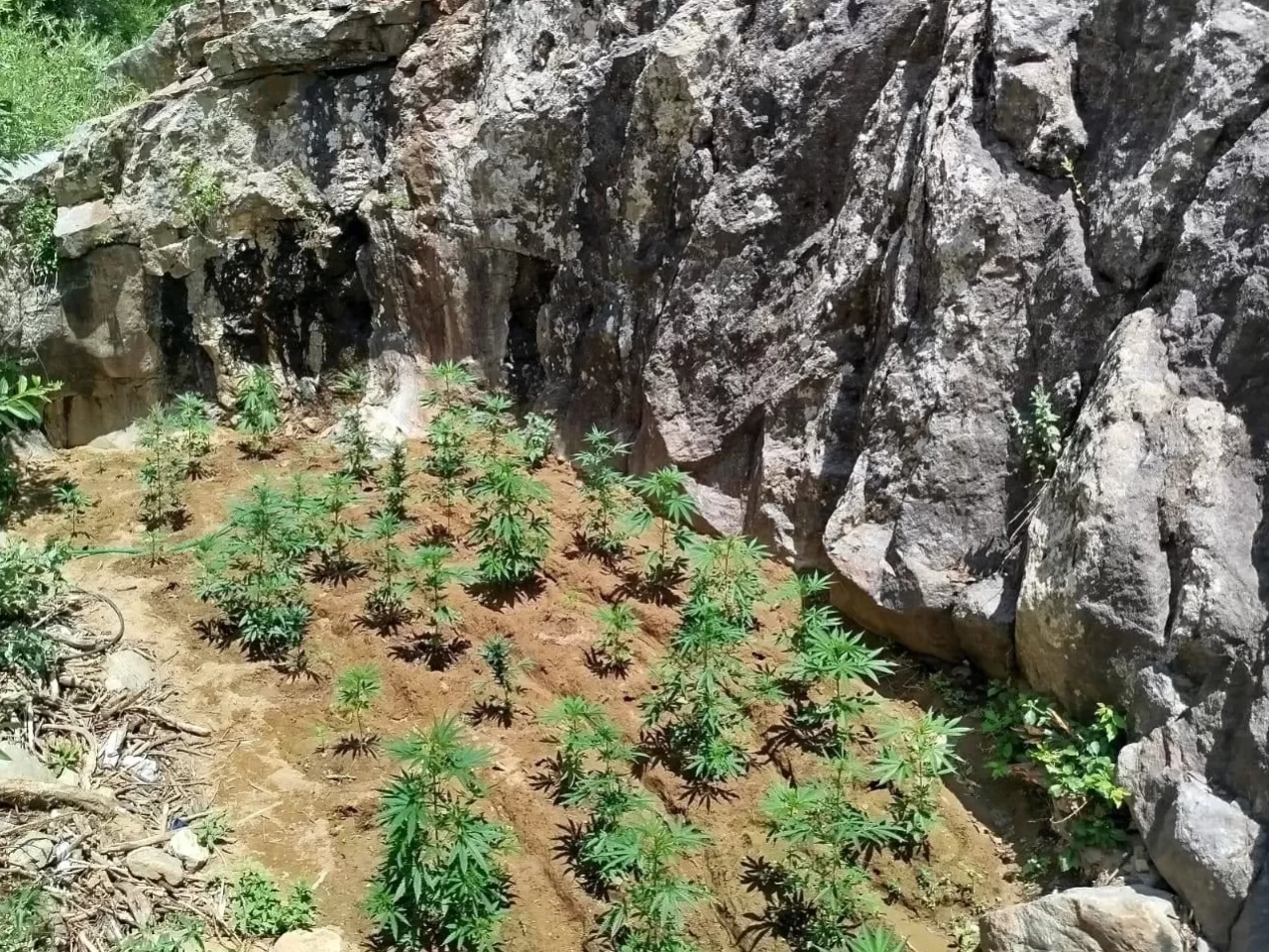 Bingöl’de düzenlenen operasyonda 843 kök hint keneviri ele geçirildi