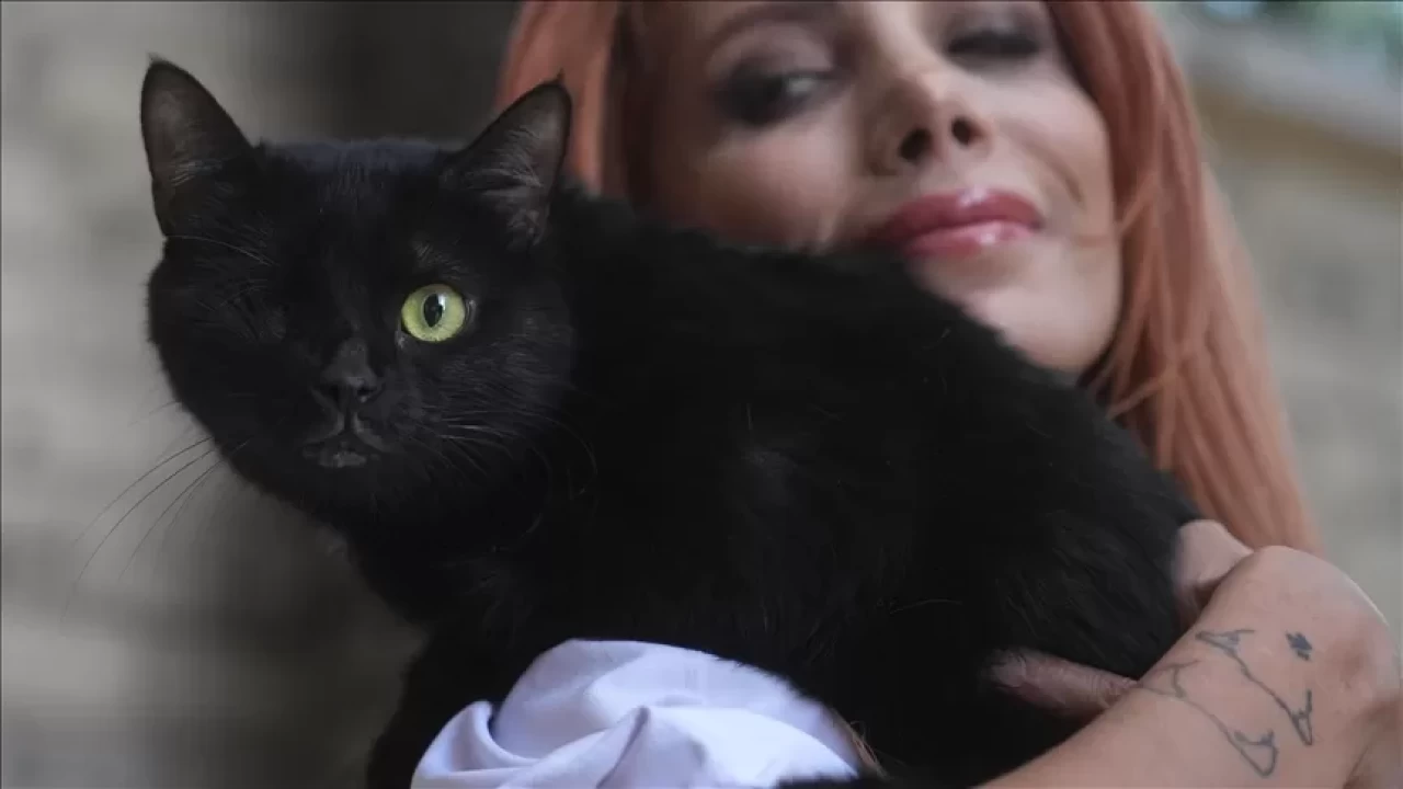 Bursa’da kazada yaralanan kedi “Zeytin” fizik tedaviyle ayağa kalktı