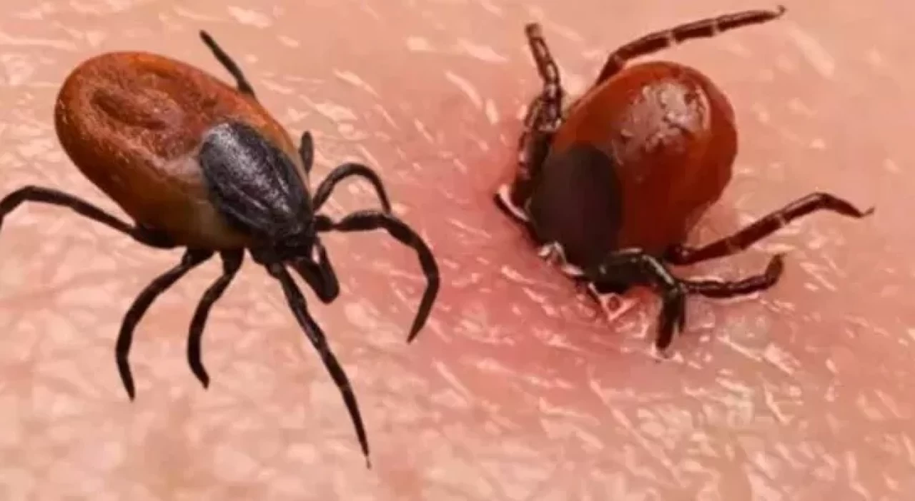 Sivas’ta kabus sürüyor: Kene yine can aldı