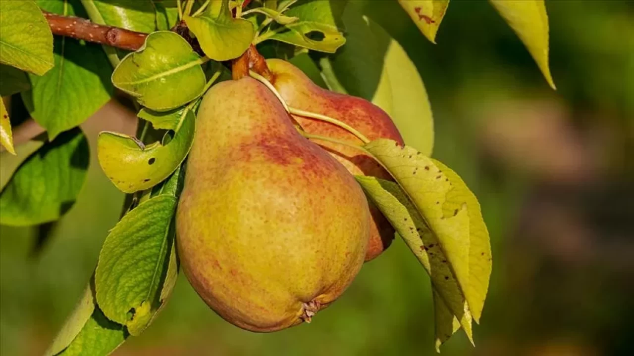 Armutu kabuğunu soymadan tüketin! İşte bilmeniz gerekenler