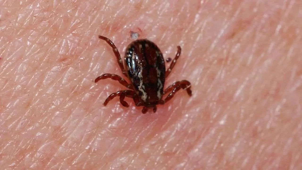 Sivas'ta kene kabusu! KKKA hastası hayatını kaybetti