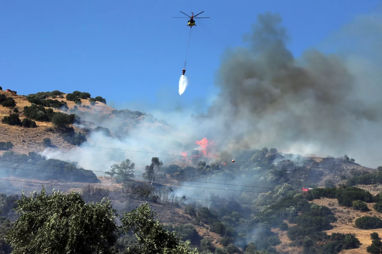 Aydın'da zeytinlik alanda yangın çıktı