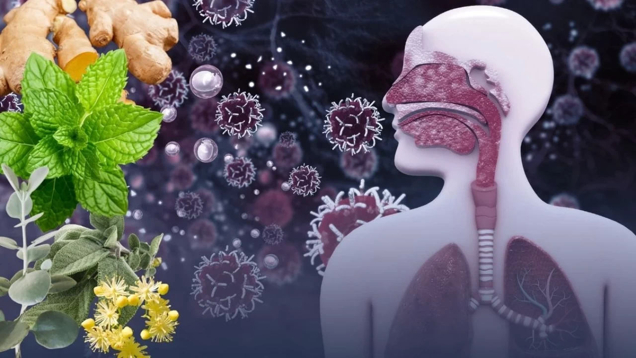 Yaz kış her evde bulunması gereken bitkiler! Solunum sorunlarına birebir