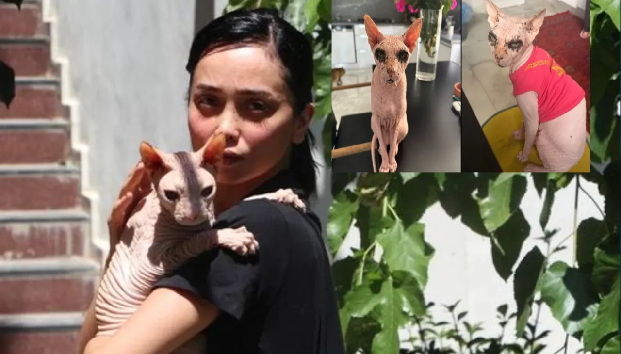 Adana'da tüysüz kedisi kaybolan kadın, bulan kişiye dolar ödülü verdi