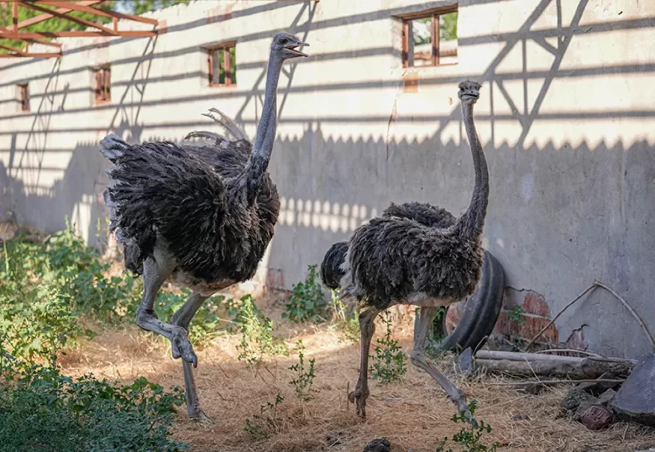 Diyarbakır'da deve kuşu Hüdhüd’ün yalnızlığı bitti, eşine kavuştu