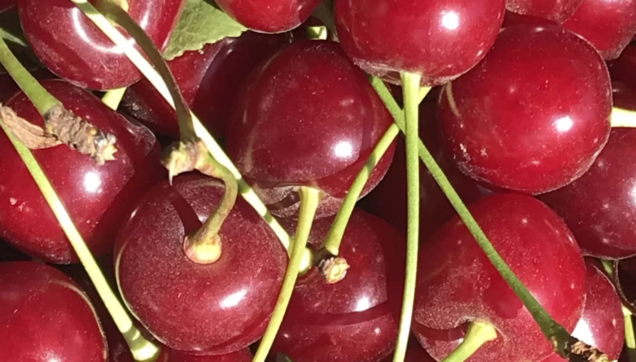 Meyve suyu ve reçel fabrikaları vişnede beklenen kaliteli ürün gelmeyince fiyatı düşürdü