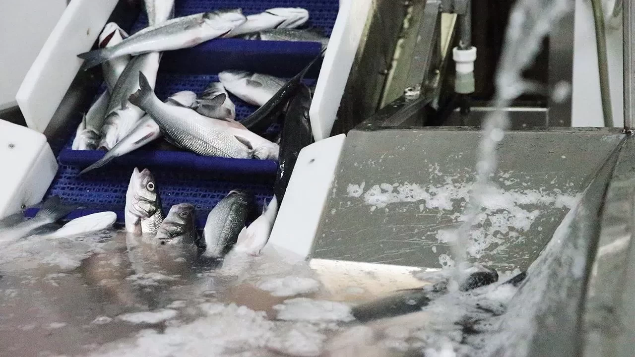 Okyanuslarda akustik kriz! Balıkların dünyasını altüst ediyor