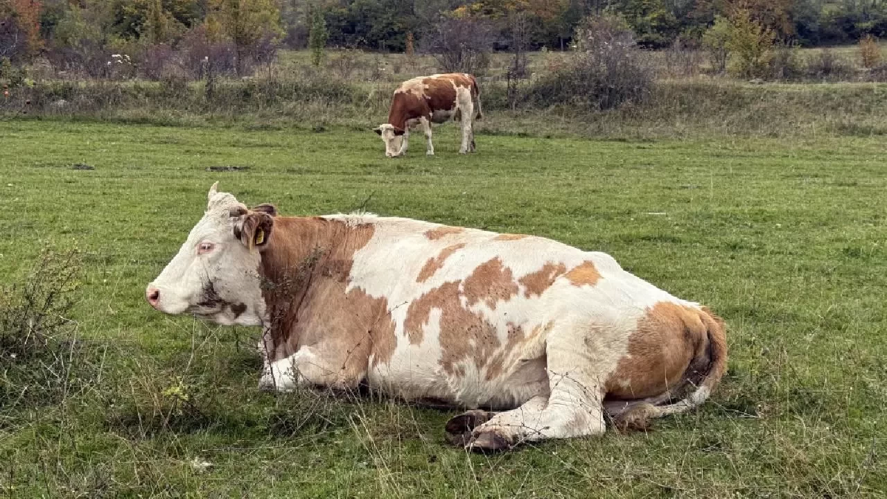 Şaşırtan keşif! Hayvanlar bitkilerin çıkardığı gizli seslere tepki veriyor