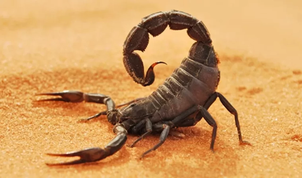 Akrep zehrinin inanılmaz etkisi ortaya çıktı: Kansere çare olabilir