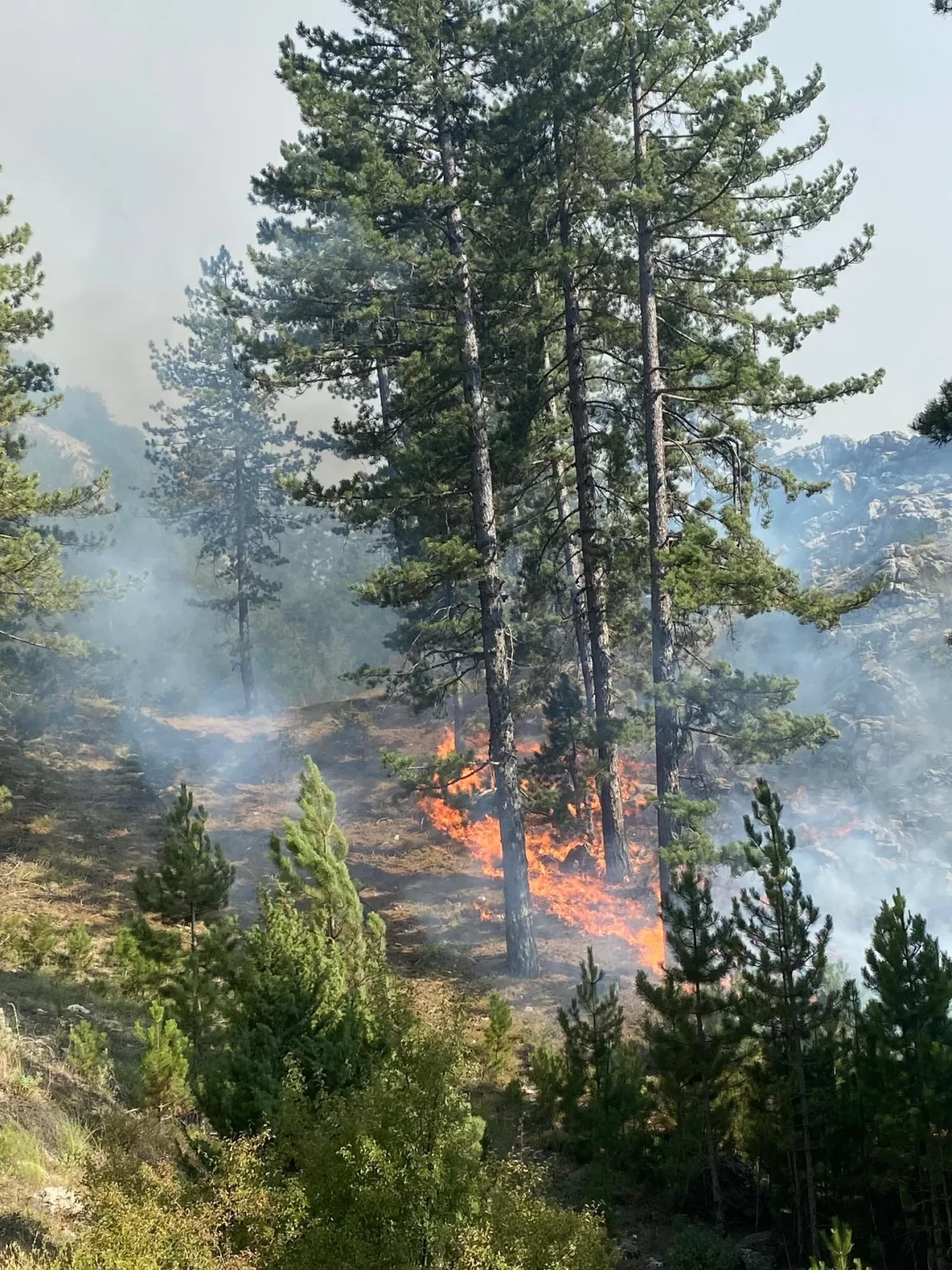 Alanya'da ormanlık alanda yangın çıktı