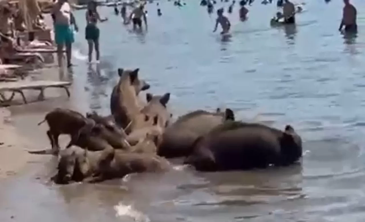 Marmaris'te yaban domuzları denize girerek serinledi
