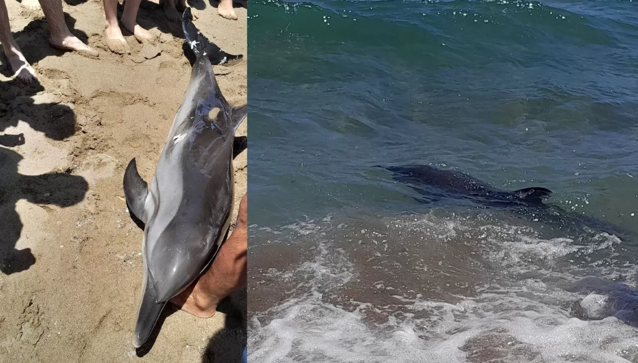 Kıyıya vuran yunus elbirliğiyle denize salındı
