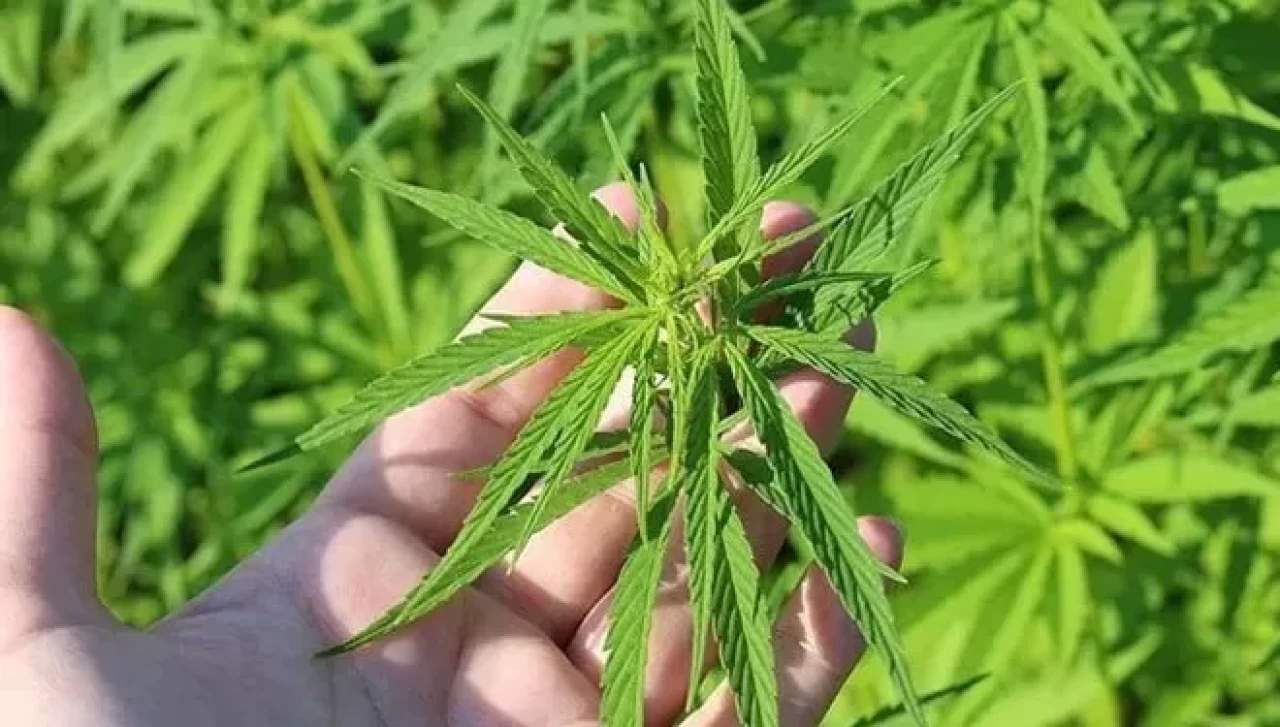Şifa için ekilecek, ilaçta kullanılacak! Türkiye tıbbi kenevir üretimine başlıyor