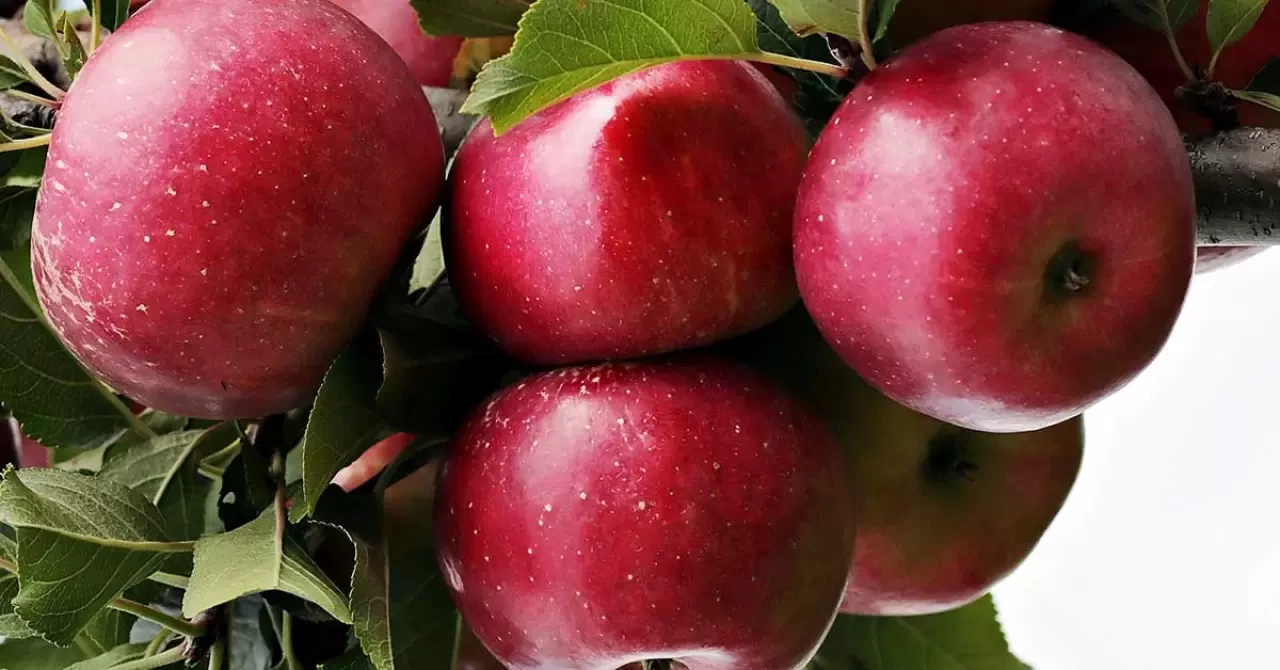 Rüyada Elma Ağacı Görmek Ne Anlama Gelir? | Rüya Tabiri ve Yorumu