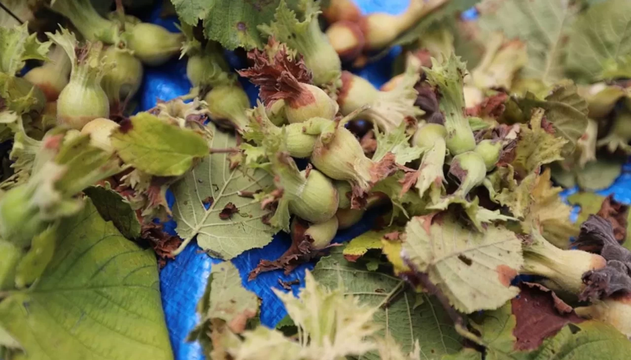 Giresun'da fındık hasatının tarihi belli oldu