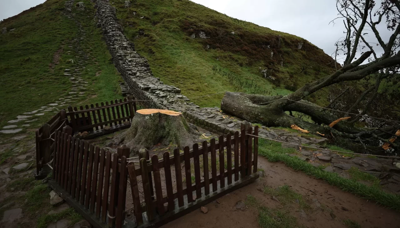 İngiltere’nin ikonik 'Sycamore Gap' ağacını kesen 2 kişiye hapis cezası