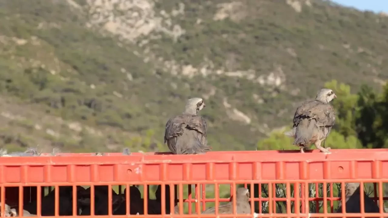 İzmir'de 1500 keklik doğaya bırakıldı