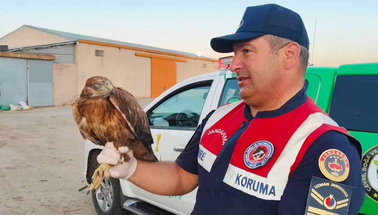 Boğazlıyan’da bulunan yaralı şahin, koruma altına alındı
