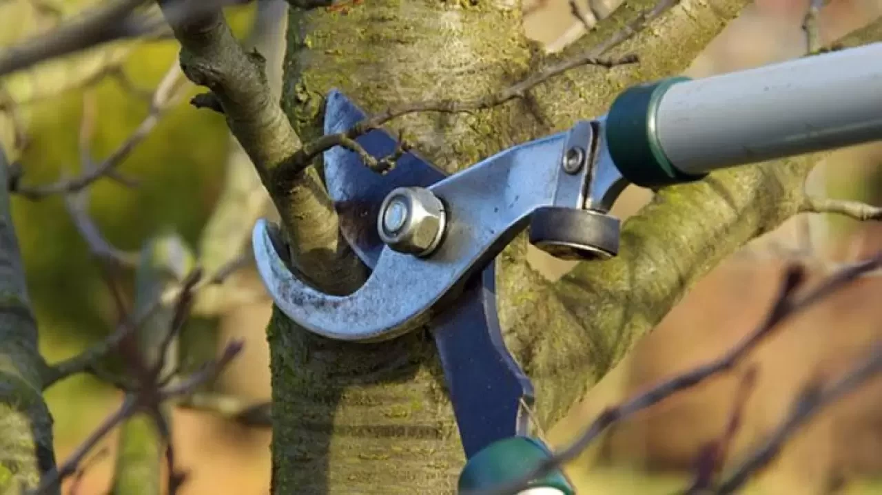 Rüyada Ağaç Budamak Ne Anlama Gelir? | Rüya Tabiri ve Yorumu