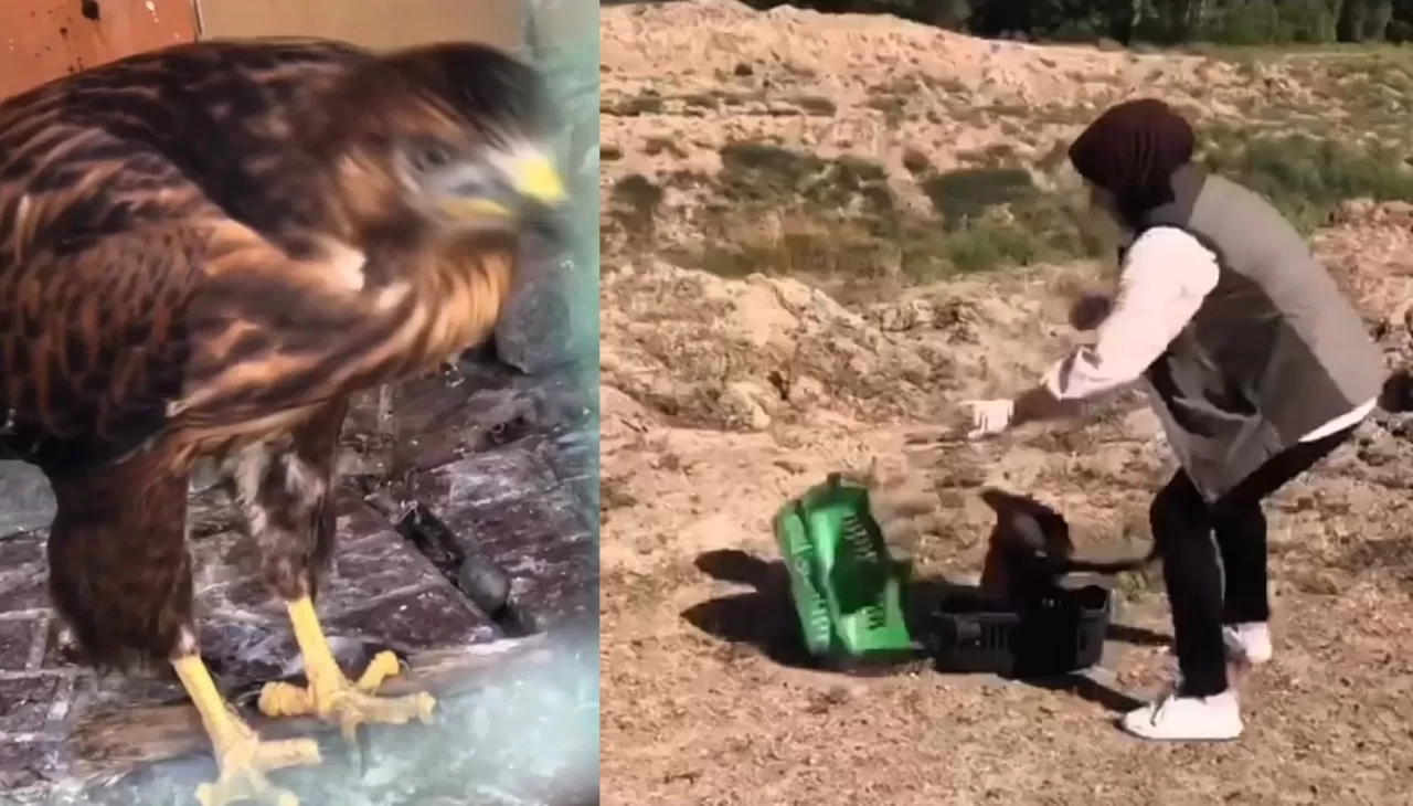 Kızıl şahin tekrar doğaya kavuştu