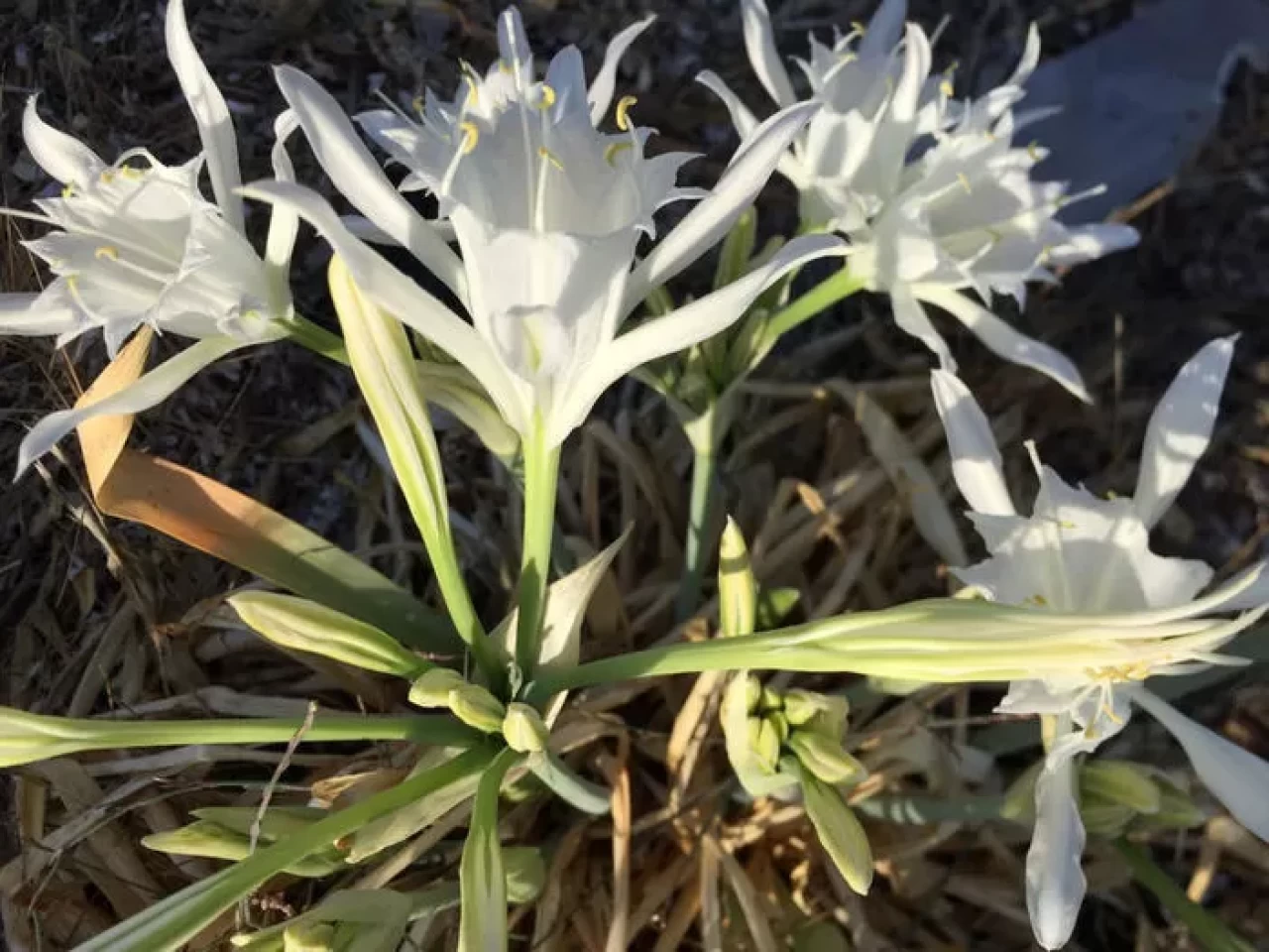 Alanya sahillerinde beyaz mucize: Kum zambakları çiçek açtı