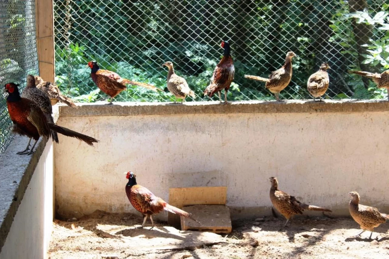 3 yılda 20 bin sülün doğaya salındı