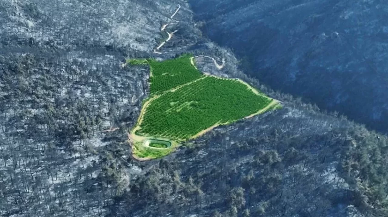 Bursa'da şaşırtan görüntü: Sadece o alan yanmadı