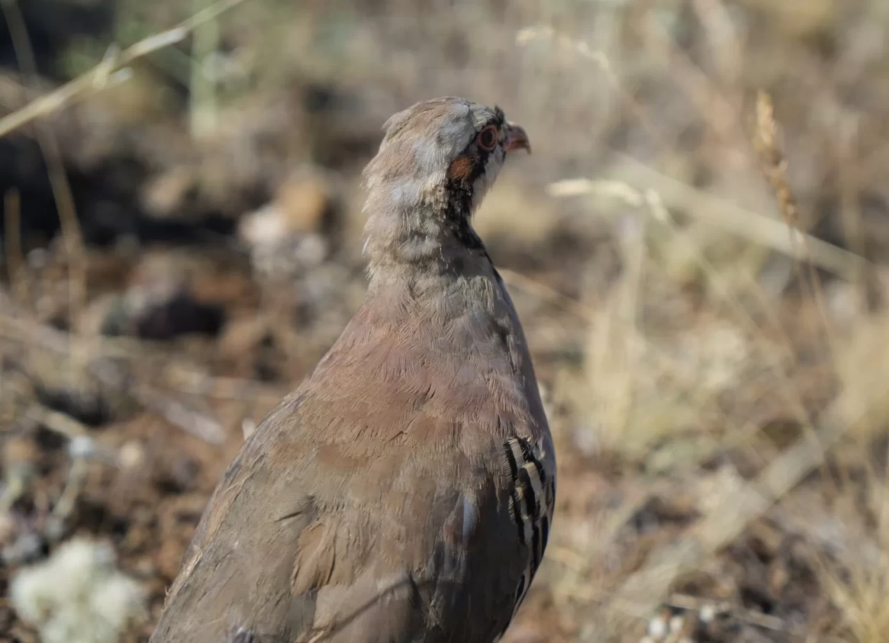 Kırıkkale'de 500 kınalı keklik doğaya salındı: Biyolojik mücadelenin yeni hamlesi
