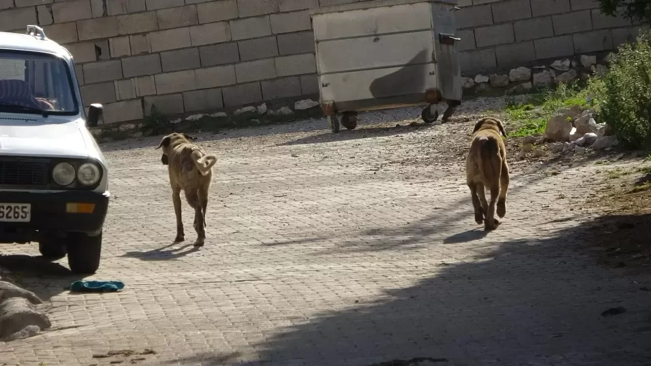 Kastamonu’da başıboş köpekler 22 tavuğu telef etti