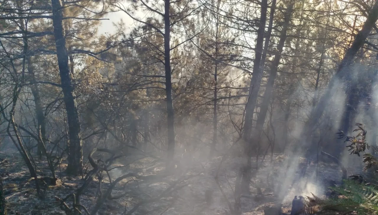 Zonguldak’ta çıkan yangında 7 dönümlük karaçam ormanı zarar gördü