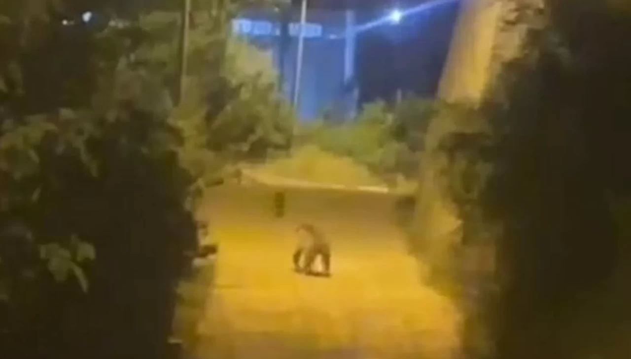 Gümüşhane'de ayı şehir merkezinde görüntülendi