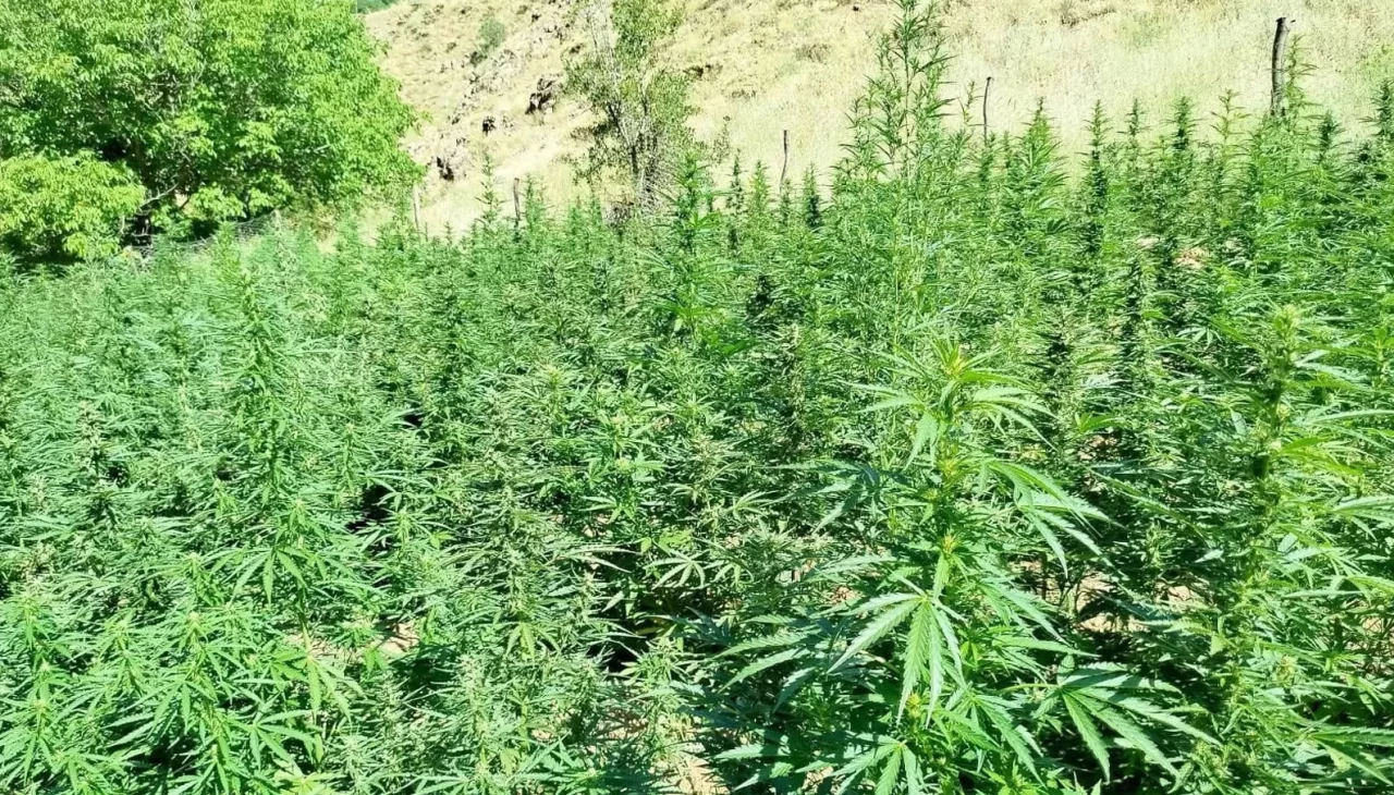 Bingöl’de bin 400 kök kenevir bitkisi ele geçirildi