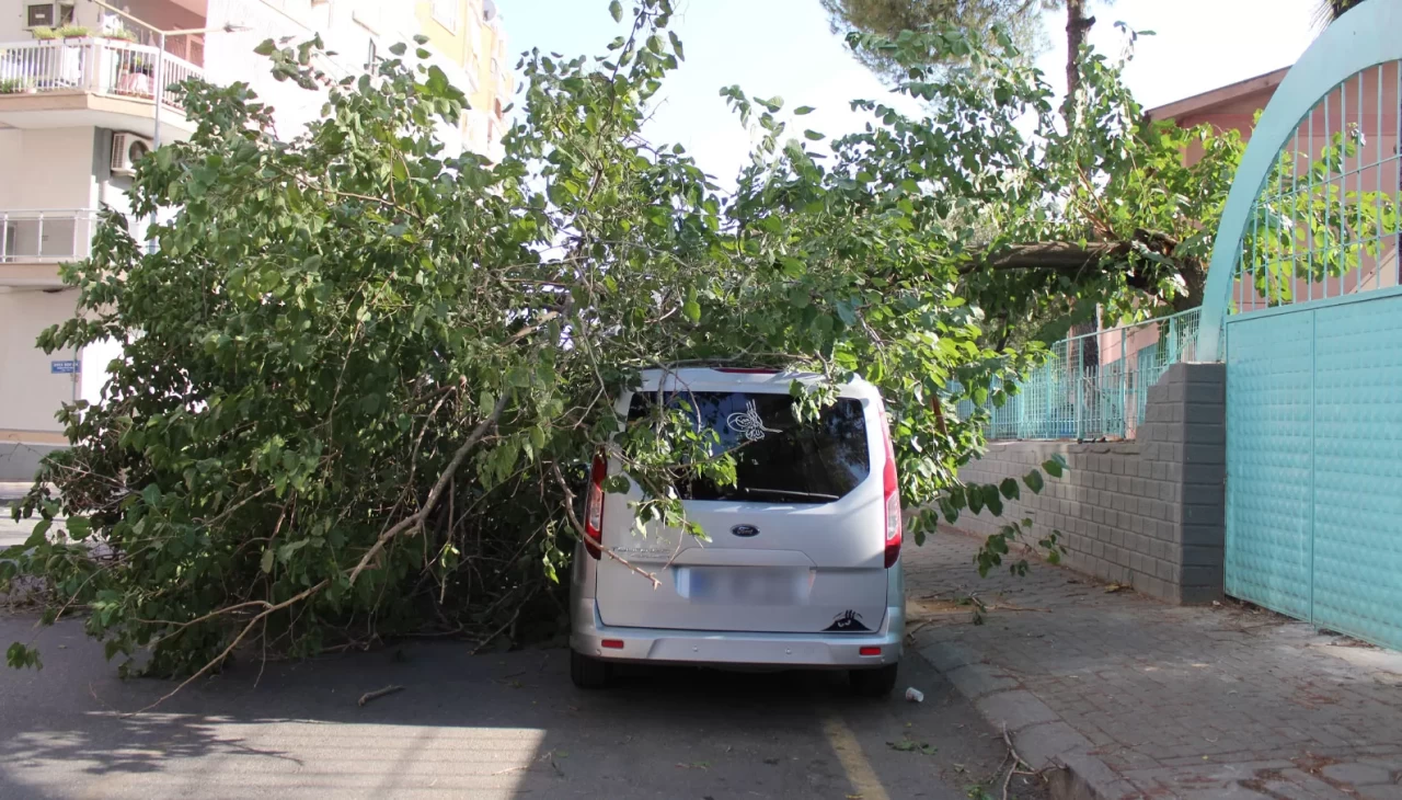 Park halindeki araca ağaç devrildi