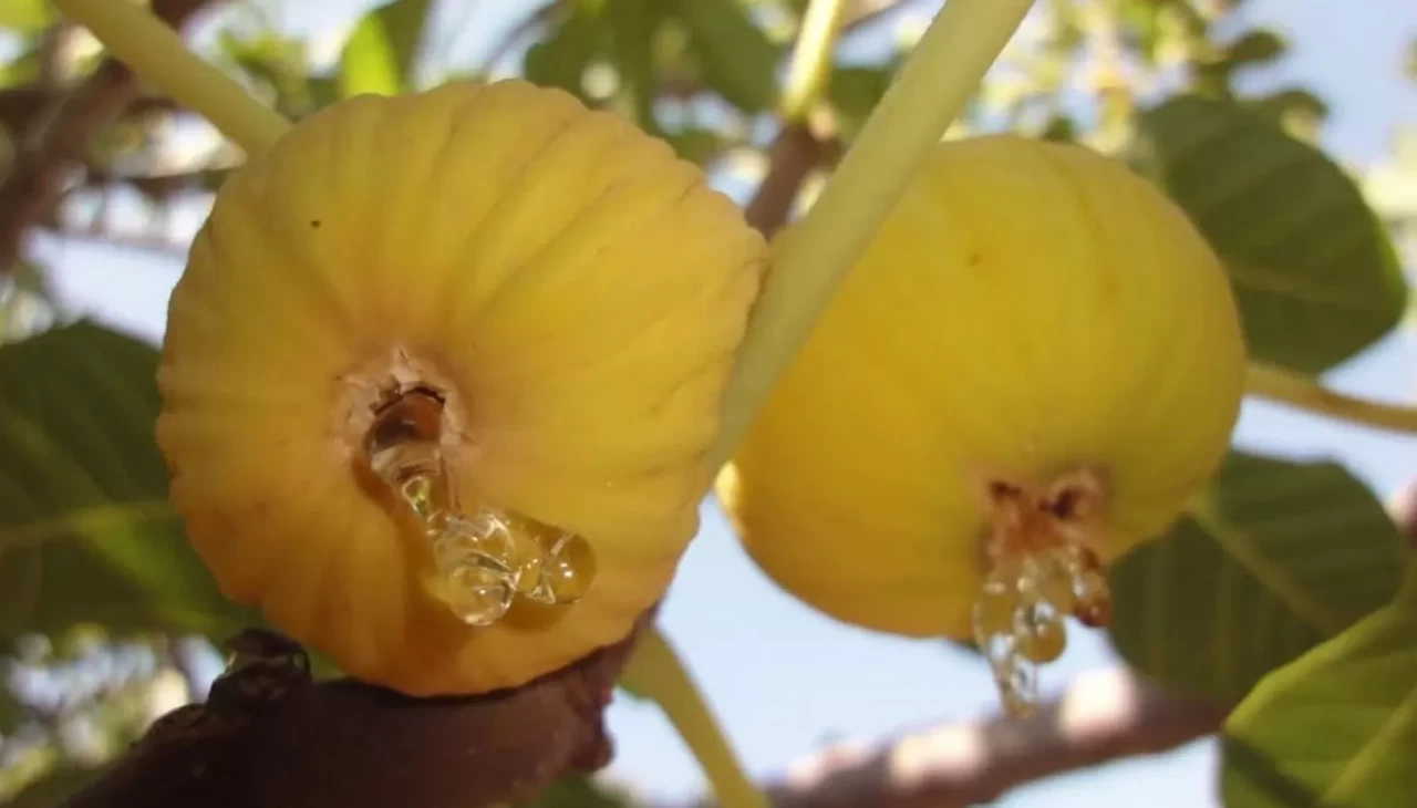 İncire Türkiye'den ve dünyadan sipariş yağıyor!