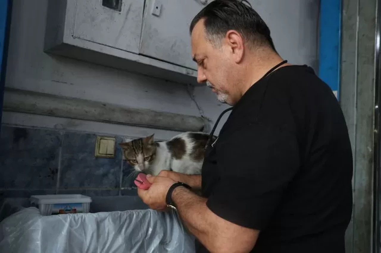 Sanayide büyüyen tekir kedi 'Psikopat' esnafın maskotu oldu