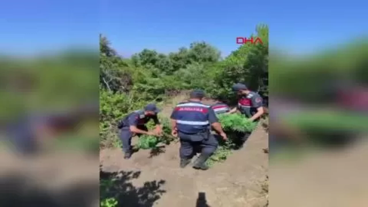 Yalova'da yasadışı kenevir ekimi yapan 1 şüpheli tutuklandı