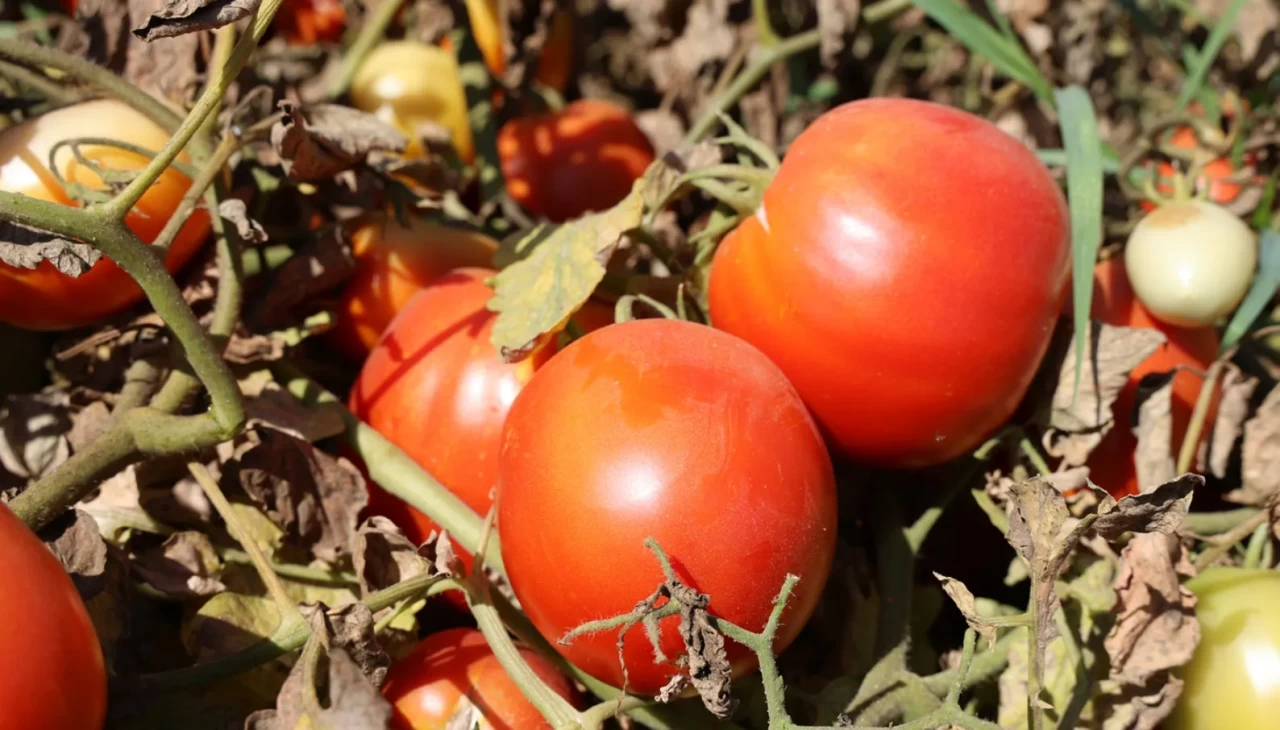 Sıcak hava domatesi vurdu